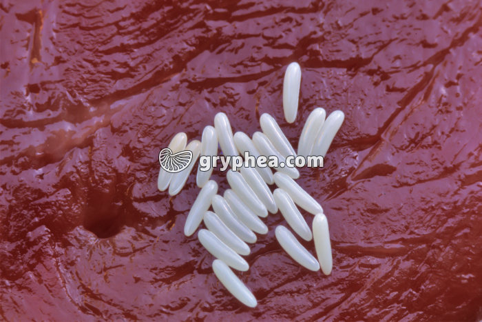 Mouche - Oeufs (ponte) - gryphea.com